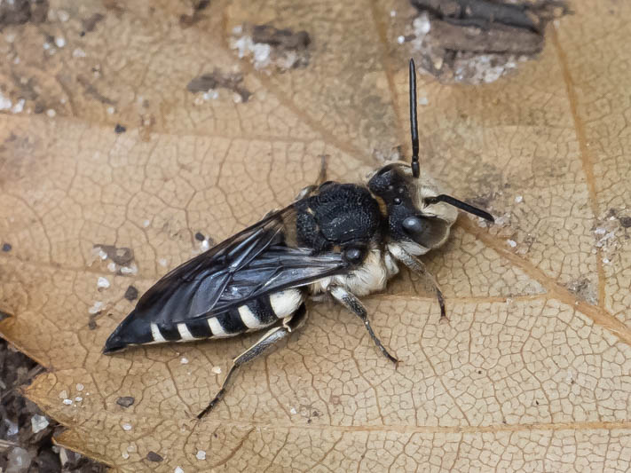 Coelioxys conoidea (Large Sharp-tail Bee).jpg